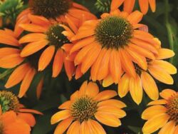 Coneflower, Artisan Soft Orange