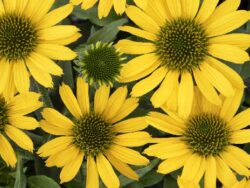 Coneflower, Kismet Yellow