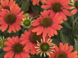 Coneflower, Sombrero Orange