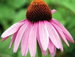 Coneflower, Magnus