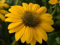 Coneflower, Sombrero Poco Yellow
