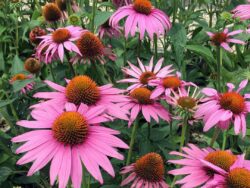 Coneflower, Prairie Splendor Rose Pink
