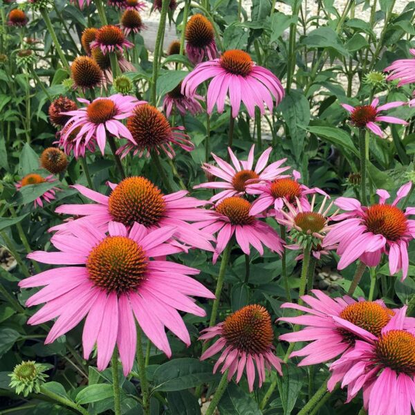 Coneflower, Prairie Splendor Rose Pink