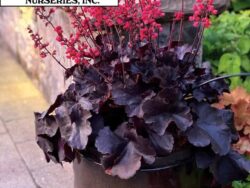 Coral Bells, Black Forest Cake
