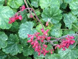 Coral Bells, Ruby Bells