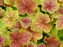 Coral Bells, Delta Dawn