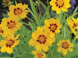 Coreopsis, Baby Sun