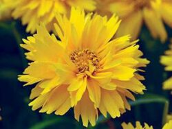 Coreopsis, Double the Sun