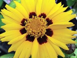 Coreopsis, Sunfire