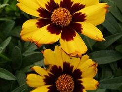 Coreopsis, Sunkiss
