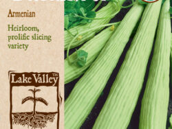 Cucumber, Armenian Organic