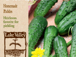 Cucumber, Homemade Pickles Organic