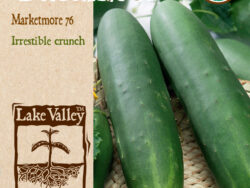 Cucumber, Marketmore Organic