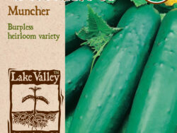 Cucumber, Muncher Organic