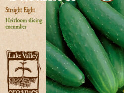 Cucumber, Straight Eight Organic