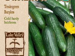 Cucumber, Tendergreen Burpless Organic