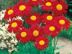 Daisy, Painted 'James Kelway Red'