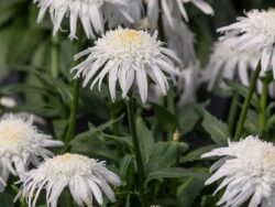 Daisy, Shasta Carpet Angel