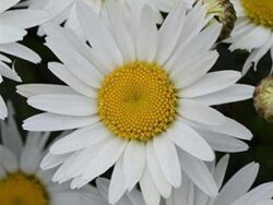 Daisy, Shasta Madonna