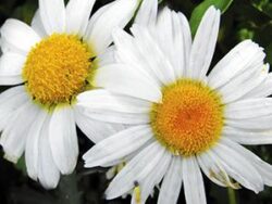 Daisy, Shasta White Breeze