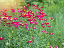 Daisy, Painted 'Super Duplex'