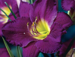Daylily, Purple D'oro