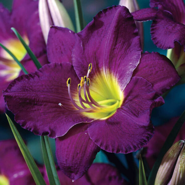 Daylily, Purple D'oro