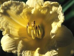 Daylily, Happy Returns