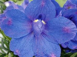 Delphinium, Blue Butterfly