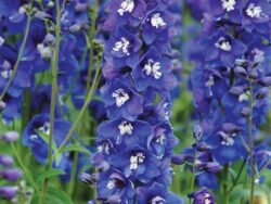 Delphinium, Dasante Blue