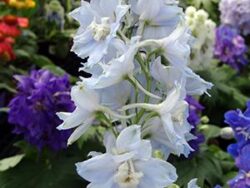 Delphinium, Magic Fountains Sky Blue/White Bee