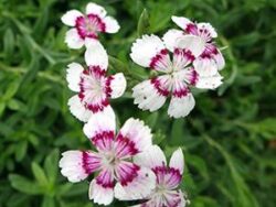 Dianthus, Arctic Fire