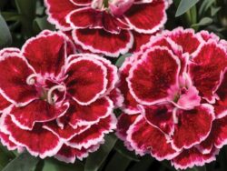 Dianthus, Constant Beauty Crush Burgundy