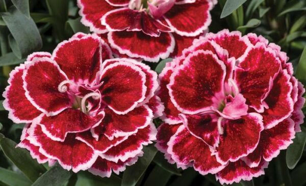 Dianthus, Constant Beauty Crush Burgundy