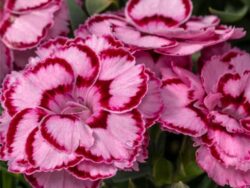Dianthus, Constant Beauty Crush Pink