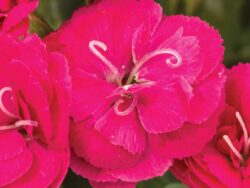 Dianthus, Constant Cadence Cherry