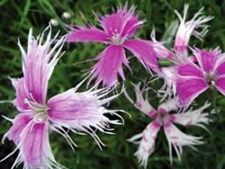 Dianthus, Spooky Mix