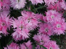 Dianthus, Supra Pink