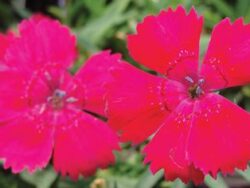 Dianthus, Zing Rose