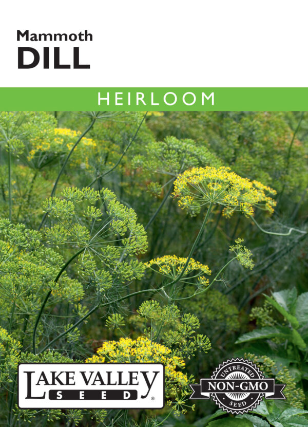 Dill, Mammoth Heirloom