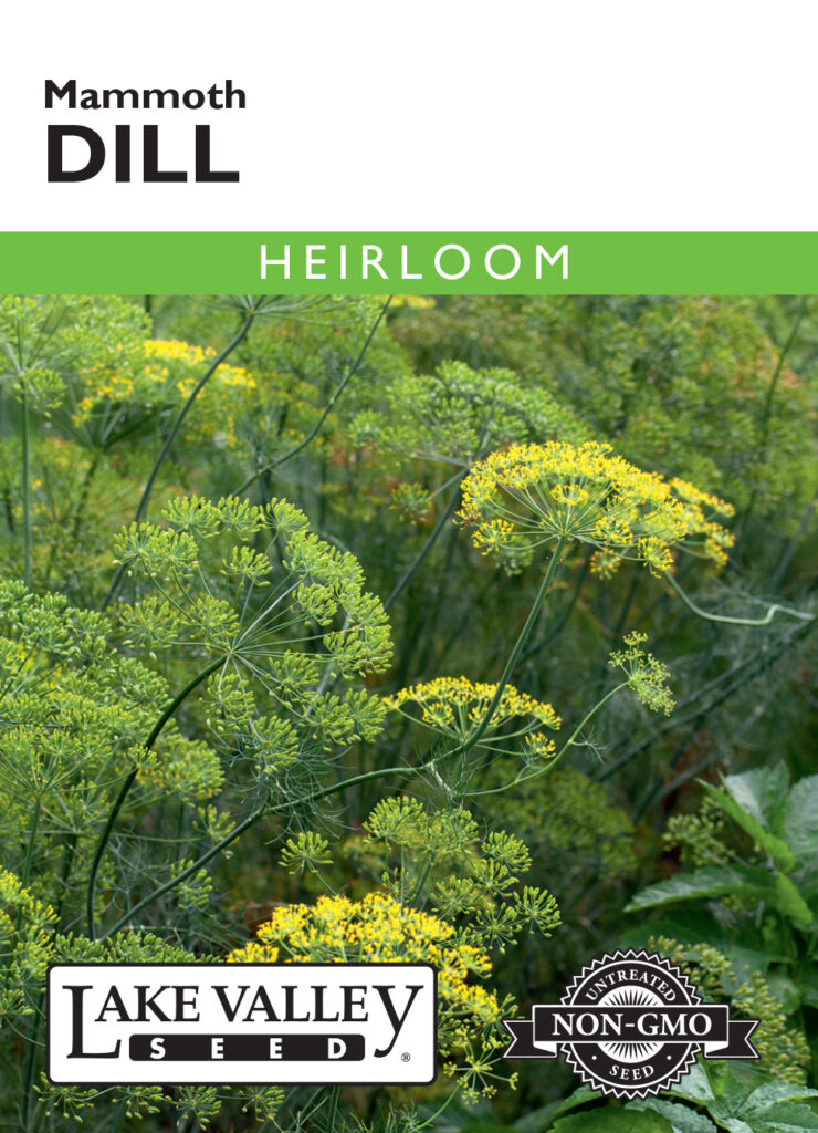 Dill, Mammoth Heirloom A+ Garden Center Duluth, Minnesota Plants