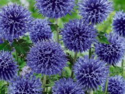 Echinops Globe Thistle, Blue Glow