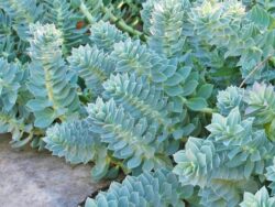 Euphorbia, Spurge