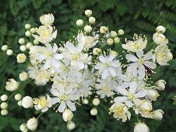 Fillipendula, Hexapetala (Meadowsweet)