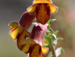 Foxglove, Obscura orange
