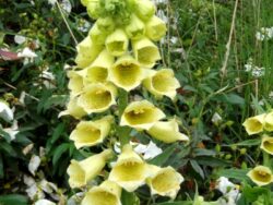 Foxglove, Temple Bells Yellow