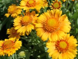 Blanket Flower, Arizona Apricot Shades