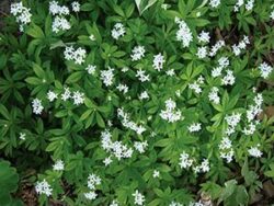Galium, Sweet Woodruff
