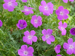 Geranium, Vision Violet