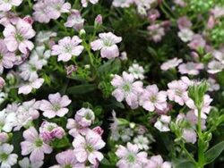 Gypsophila, Filou Rose